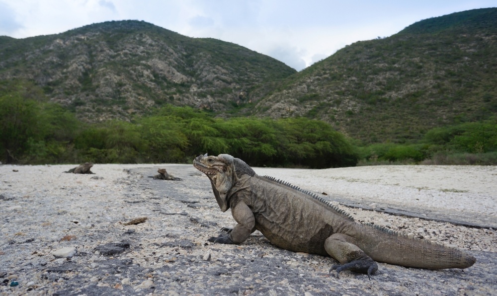 bigstock-iguanas-at-the-entrance-to-the-87878399_1000